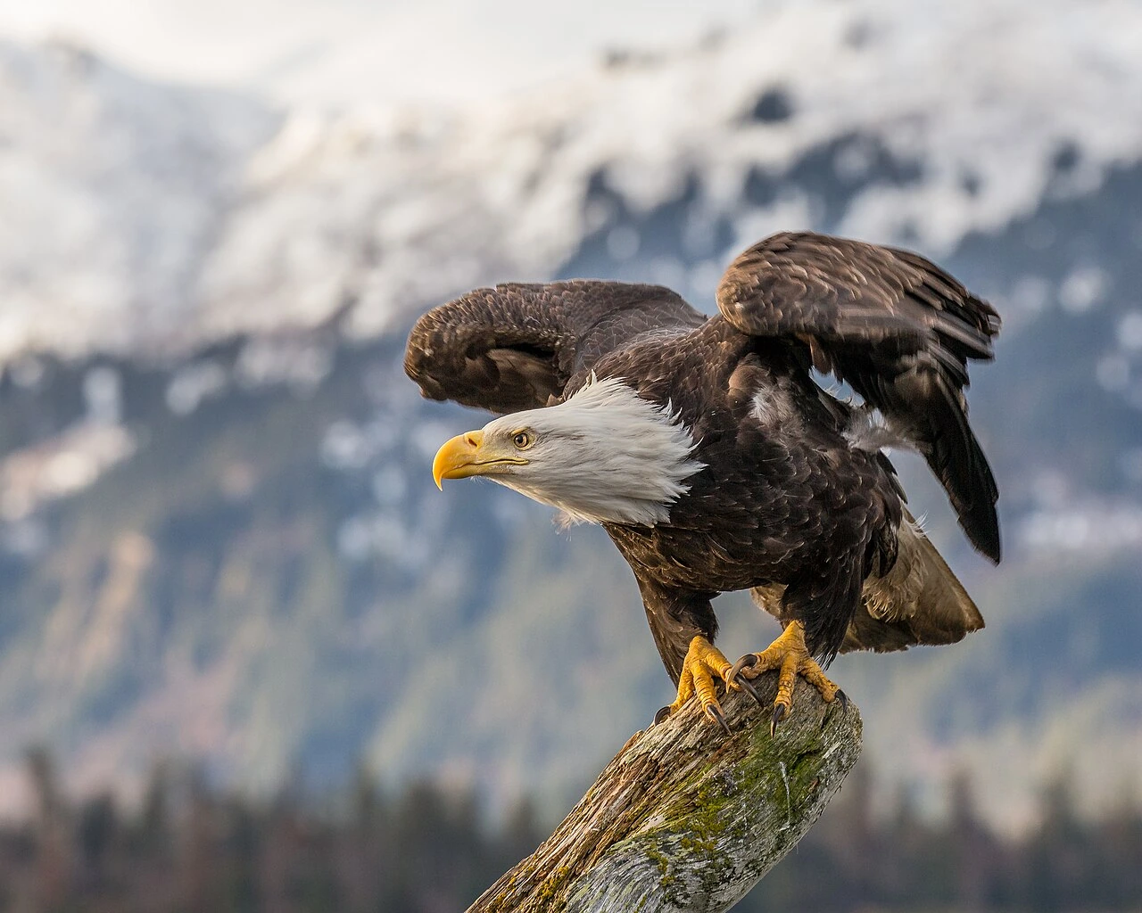 eagle which country national bird