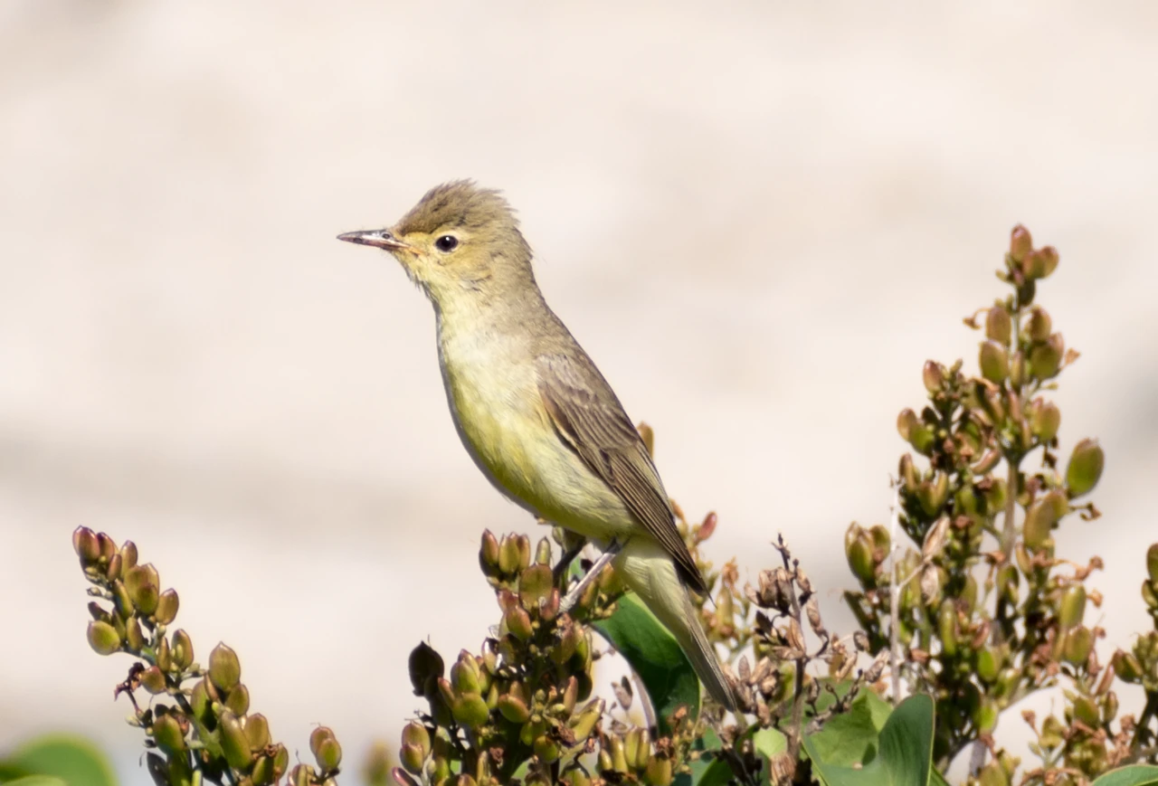 What Is the National Bird of Venezuela? Meaning and Facts