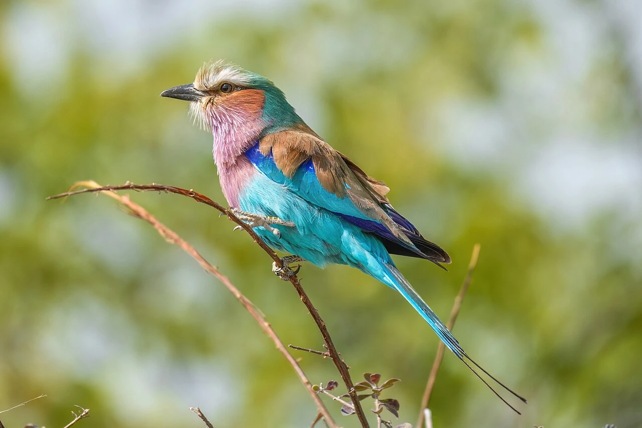 Lilac-breasted roller perched on a branch