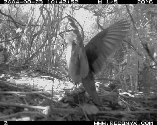 Grenada Dove (Leptotila wellsi) in habitat