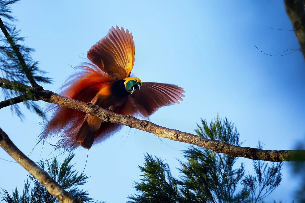 A Raggiana bird-of-paradise perched on a branch with its colorful plumage spread open against the sky.