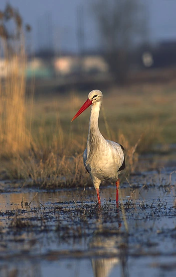 White stork standing in shallow water in a field