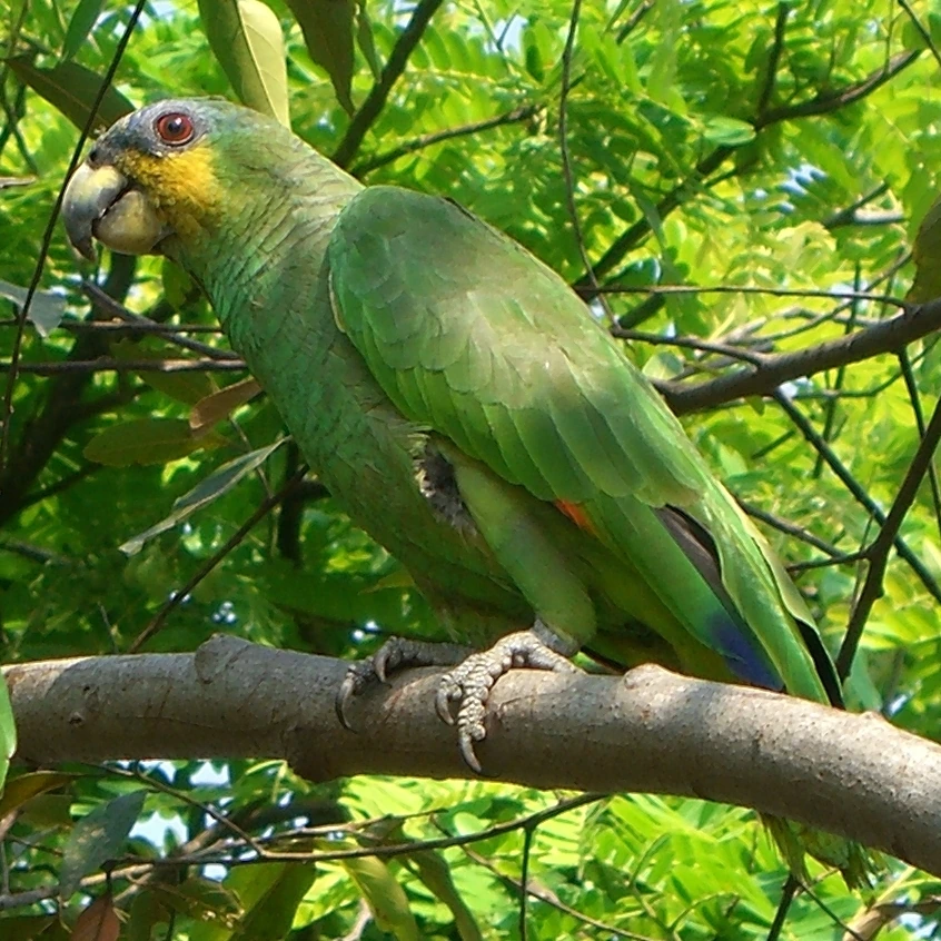parrot which country national bird