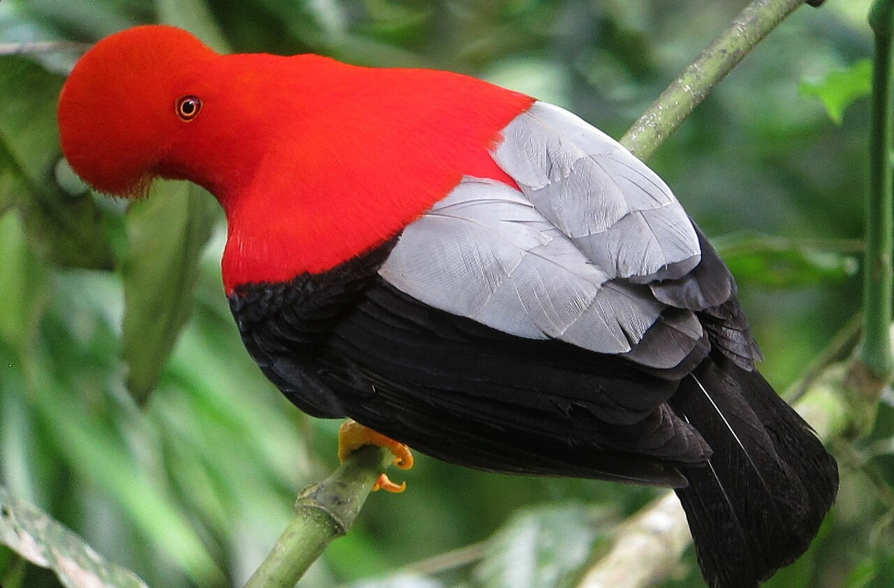 Male Andean cock-of-the-rock perched on a branch in the forest