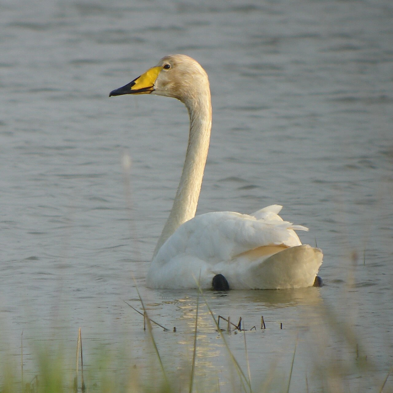 A whooper swan swimming on calm water, shown in profile.