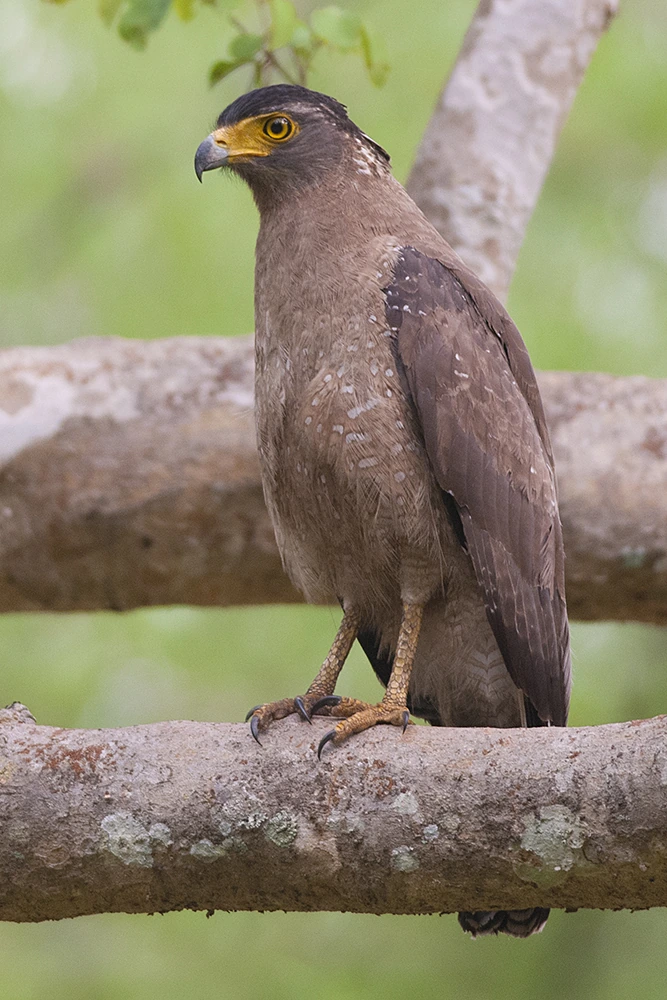 Crested serpent eagle perched on a branch
