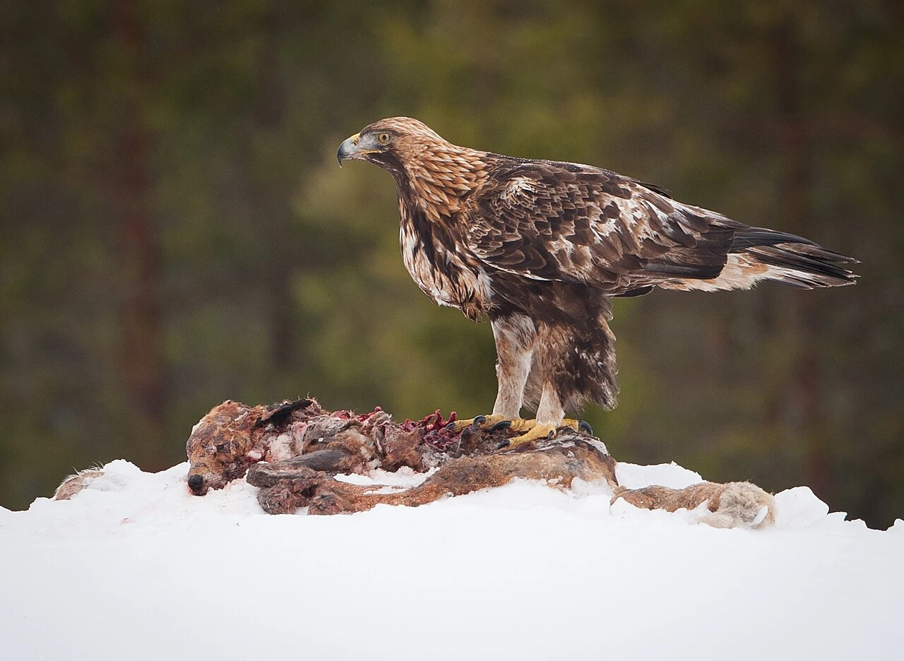 Golden eagle perched on snow with prey remains, side profile against blurred forest background