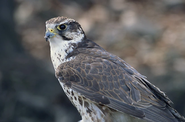 A photograph of a saker falcon perched and looking to the side.