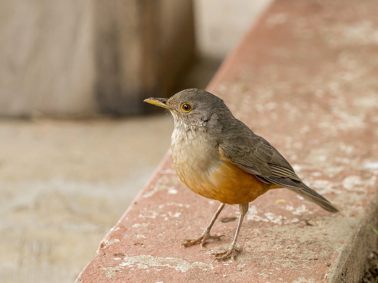 Rufous-bellied thrush (Turdus rufiventris) standing on a ledge, showing its gray head and bright rufous belly.