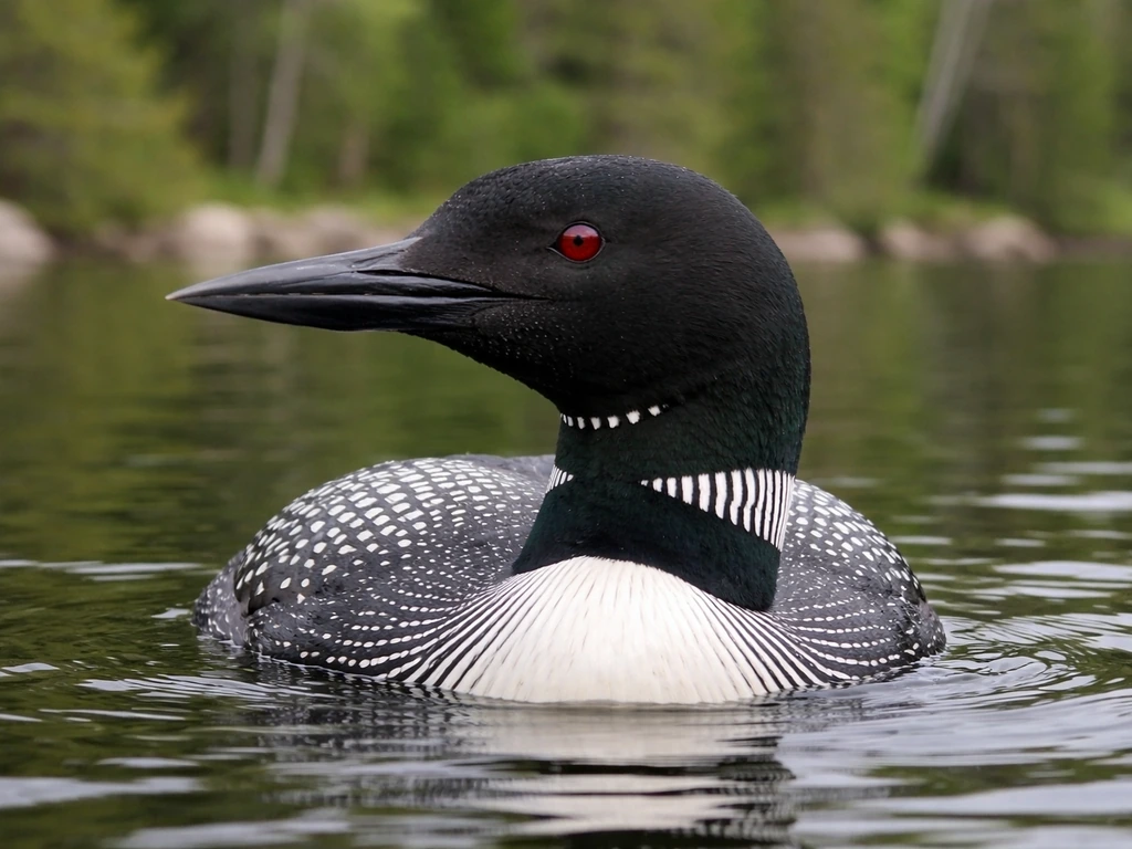 Close-up of a common loon in breeding plumage on a calm lake at the forest edge
