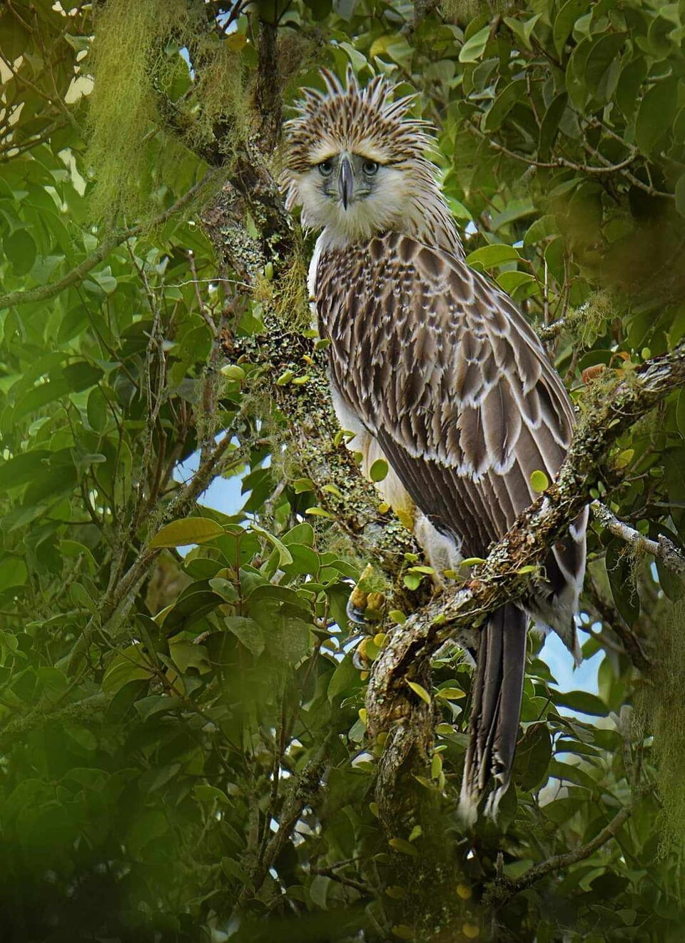 why is philippine eagle our national bird