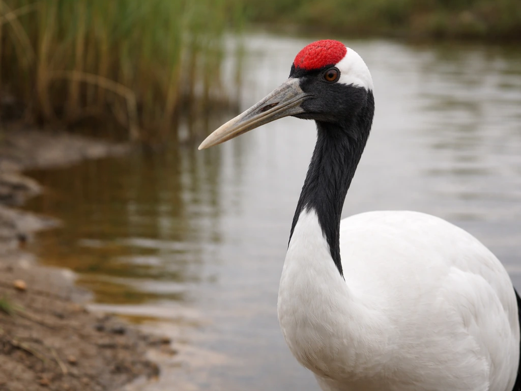 Close-up of a red-crowned crane standing in its natural habitat with its distinctive red crown.