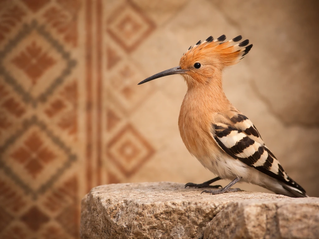 A hoopoe perched near an ornate patterned background inspired by ancient tradition.