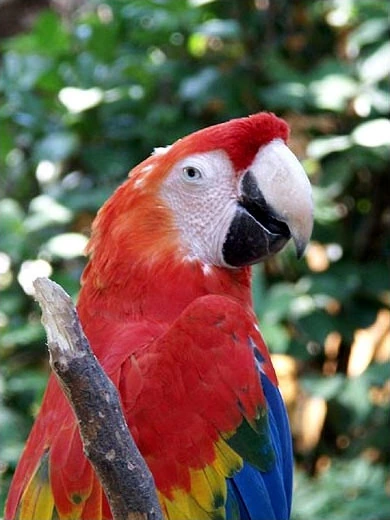 scarlet macaw vs hyacinth macaw grow a garden