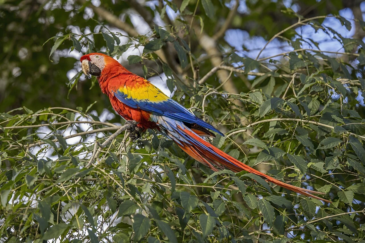 how rare is scarlet macaw in grow a garden