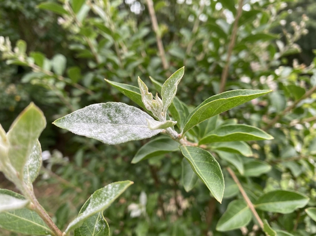 Crepe myrtle leaves showing powdery mildew with white-gray coating on new growth.