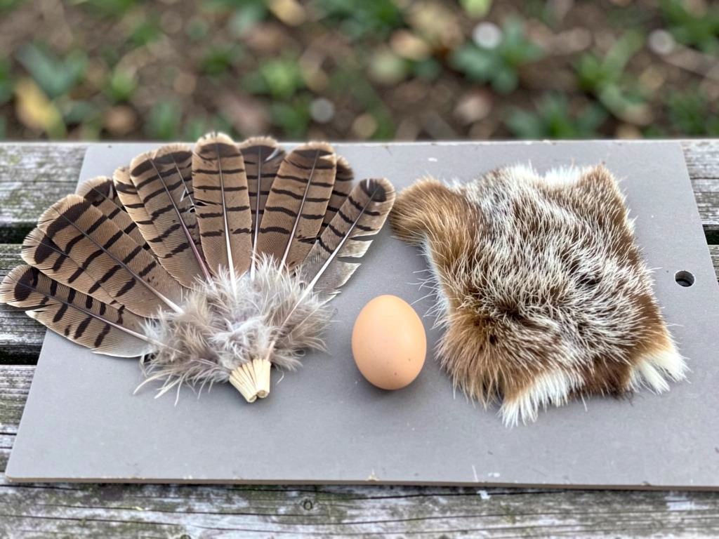 Close-up of turkey feathers beside a fur swatch and an egg, illustrating bird traits vs mammals.