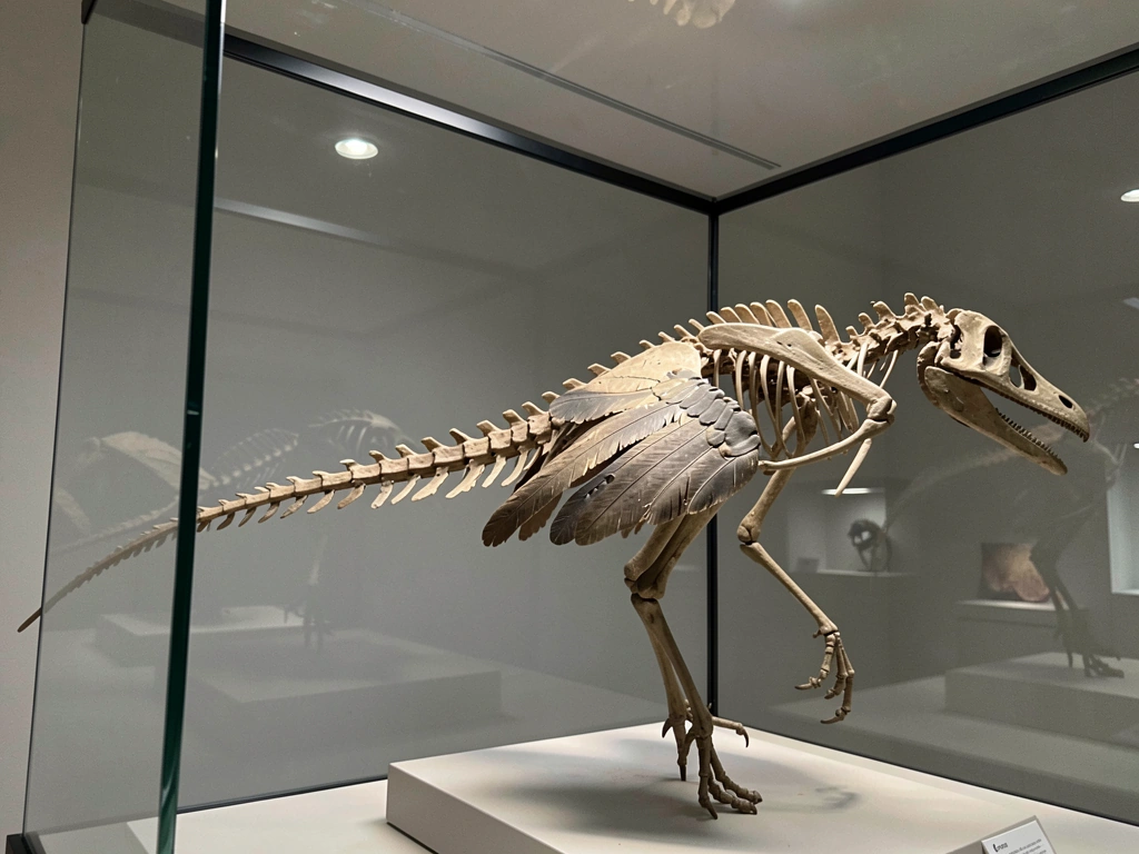 Archaeopteryx-like fossil mount with both feathered and dinosaur traits visible