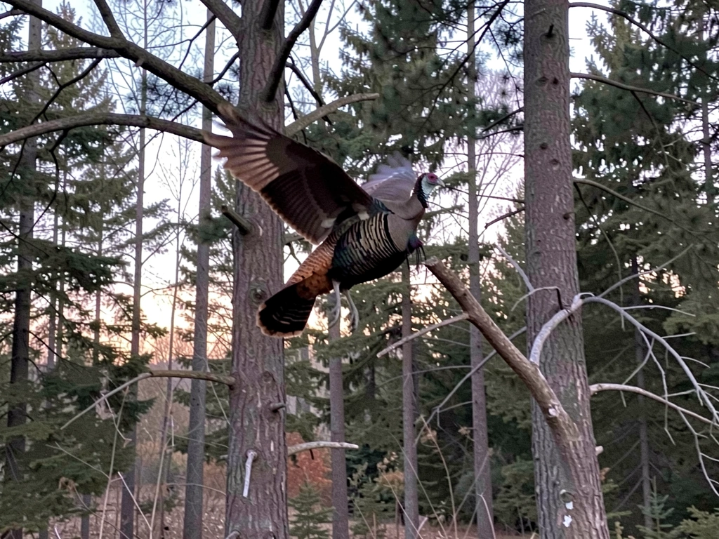 Wild turkey taking off toward a roosting tree branch at dusk