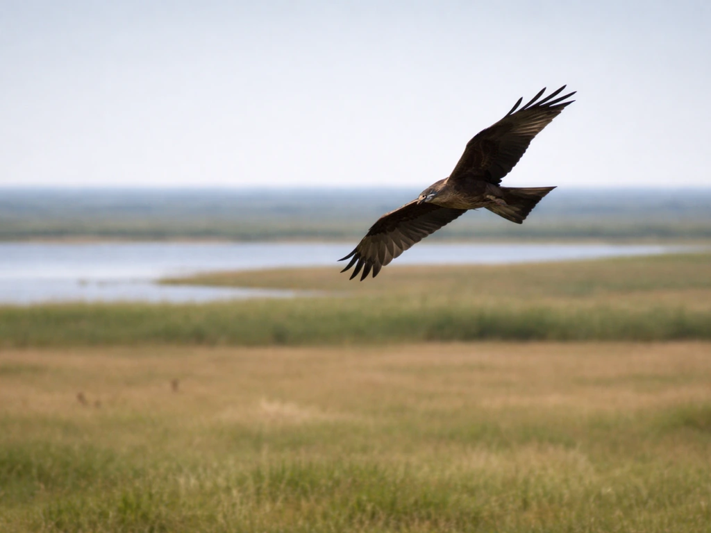 Black kite gliding high overhead, banking while hunting above land and water.