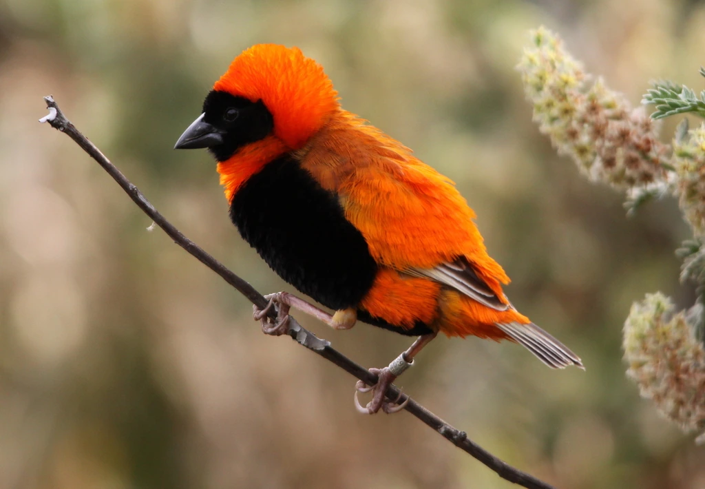 Photo of Euplectes orix red bishop bird (male)