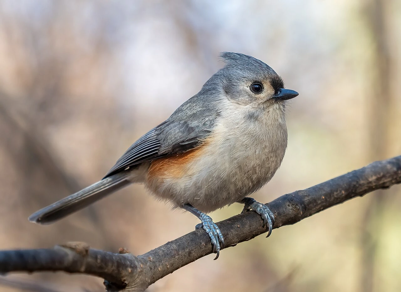Tufted titmouse perched on a branch in a natural outdoor setting