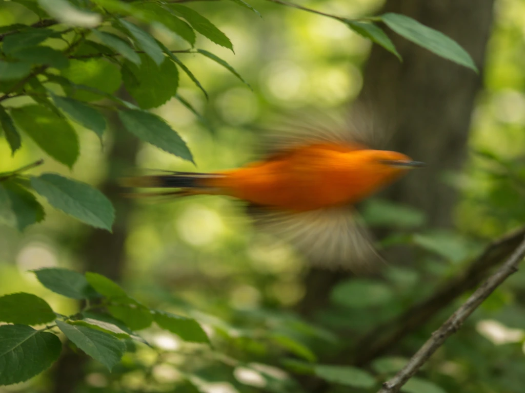 A bright orange bird flashes past foliage, slightly blurred in motion in a quiet woodland scene.