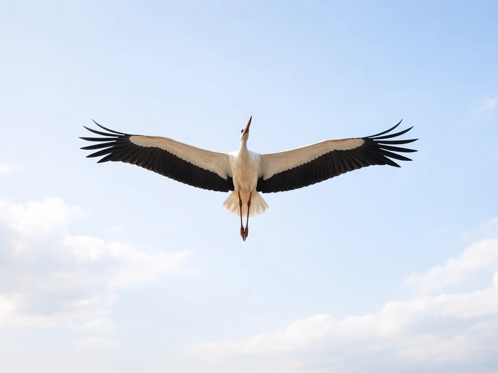 White stork flying overhead against a pale blue sky, wings spread in soft light
