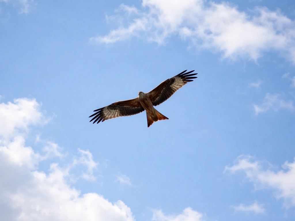 A kite bird glides across a bright blue sky, wings spread, symbolizing freedom and elevated perspective.