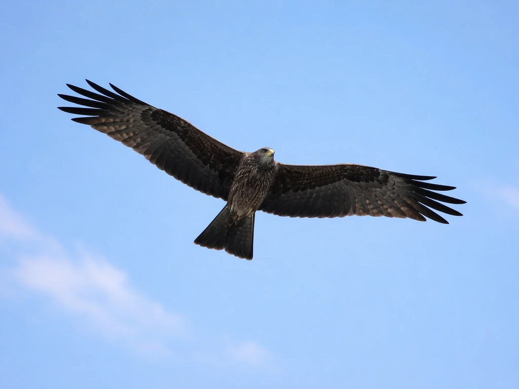 Black kite (dark plumage) gliding in the sky with wings angled and distinctive tail, captured mid-flight.