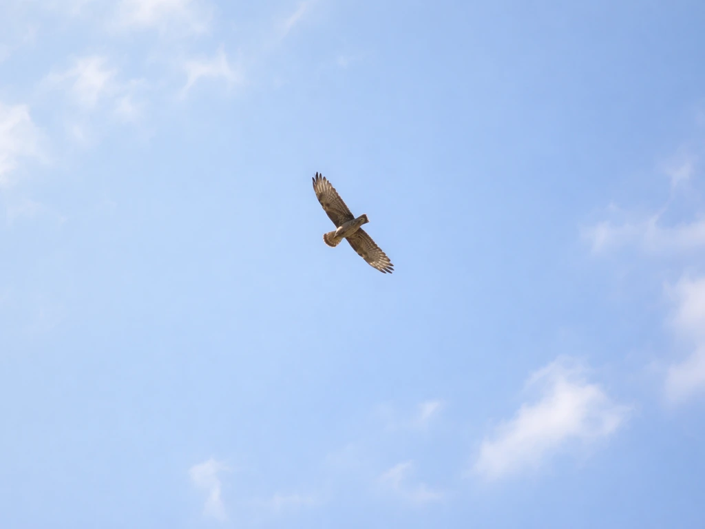 A hawk circling high overhead in open sky, riding warm thermals in a looping flight pattern.