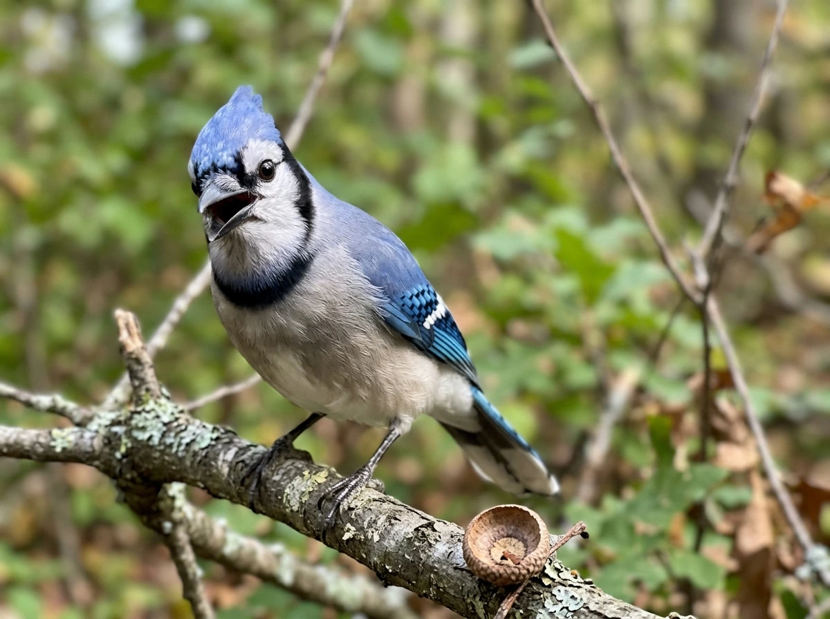 Blue jay with beak open, emphasizing voice and authentic communication.