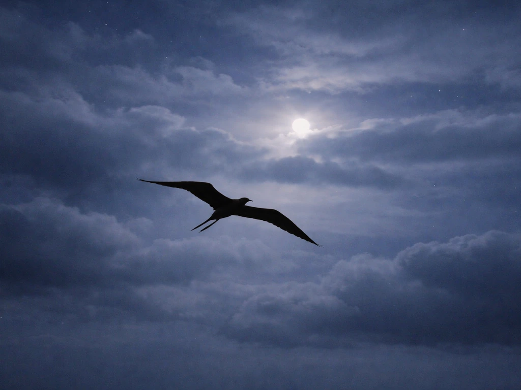 A frigate bird gliding through night clouds, symbolizing freedom and dreamlike flight.