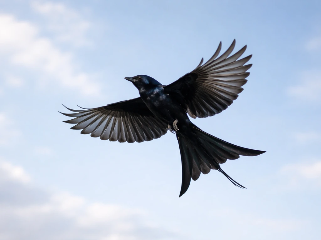 A drongo bird flying in a clear blue sky, softly lit and sharply focused.