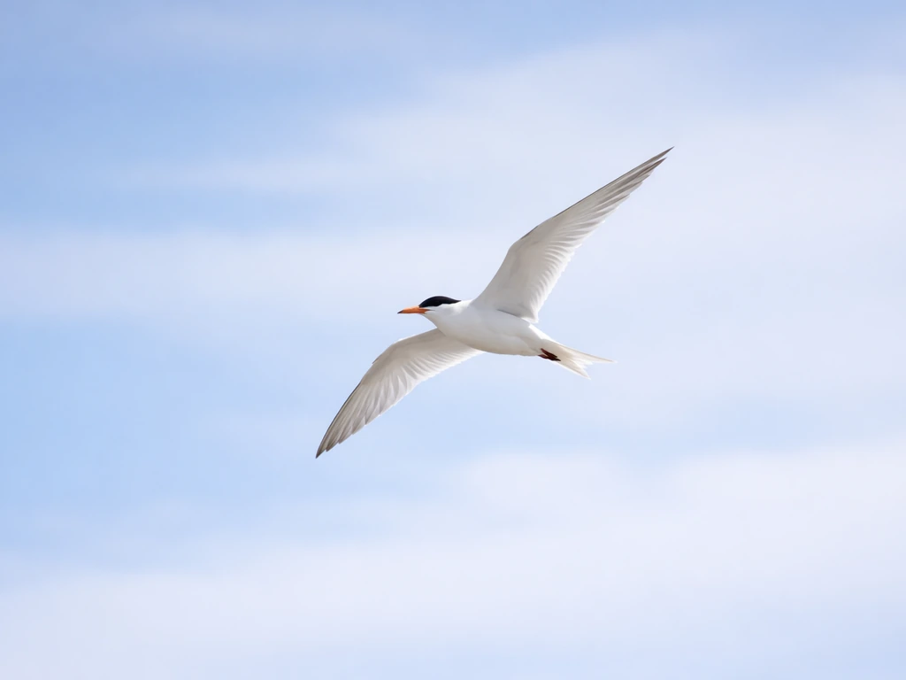 White bird gliding mid-flight across a clear blue sky, wings spread and directed upward.