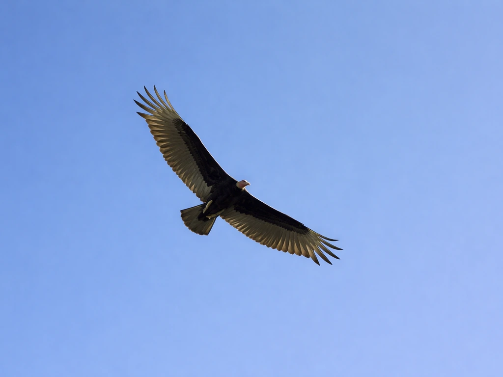 A vulture glides and arcs across a clear sky, wings spread as it circles overhead.