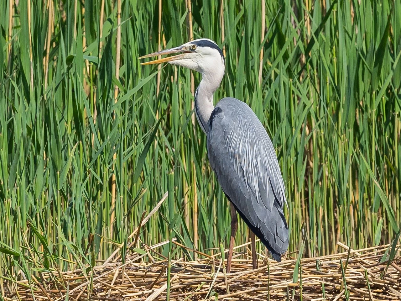 Grey heron standing among reeds in a marsh