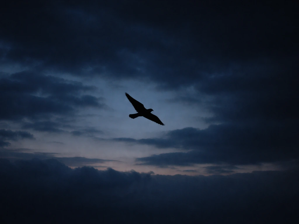 Nighthawk Bird Spiritual Meaning: Signs, Timing, and What to Do