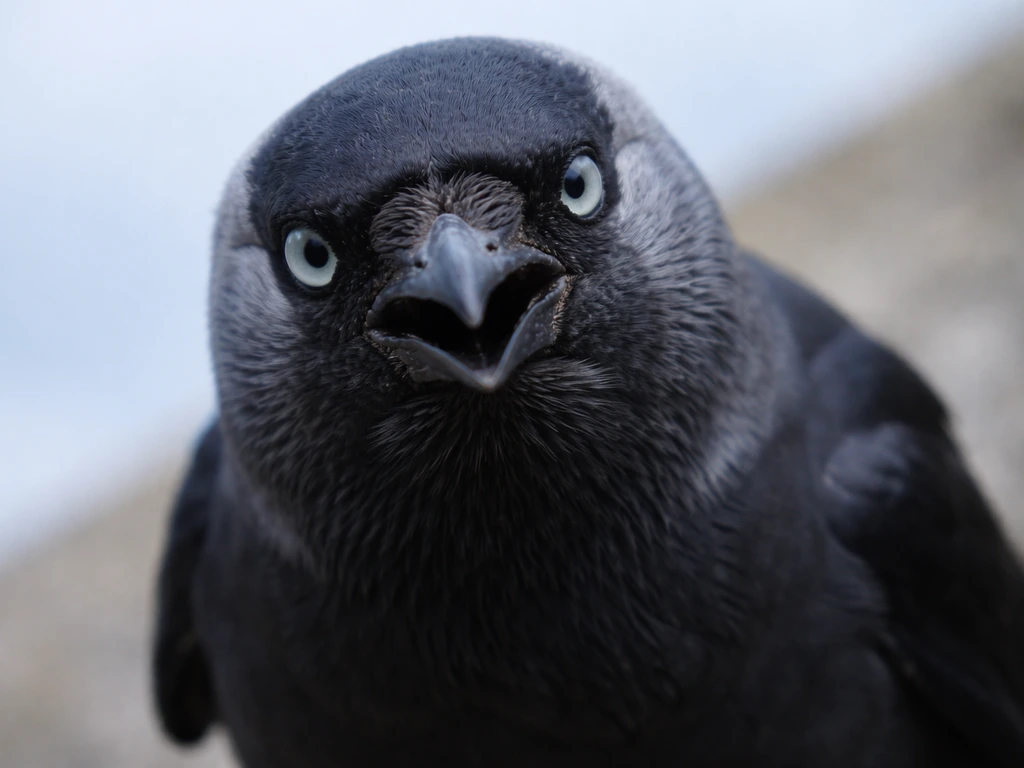 A jackdaw close to the camera making intense direct eye contact, sharp focus on its pale eye.