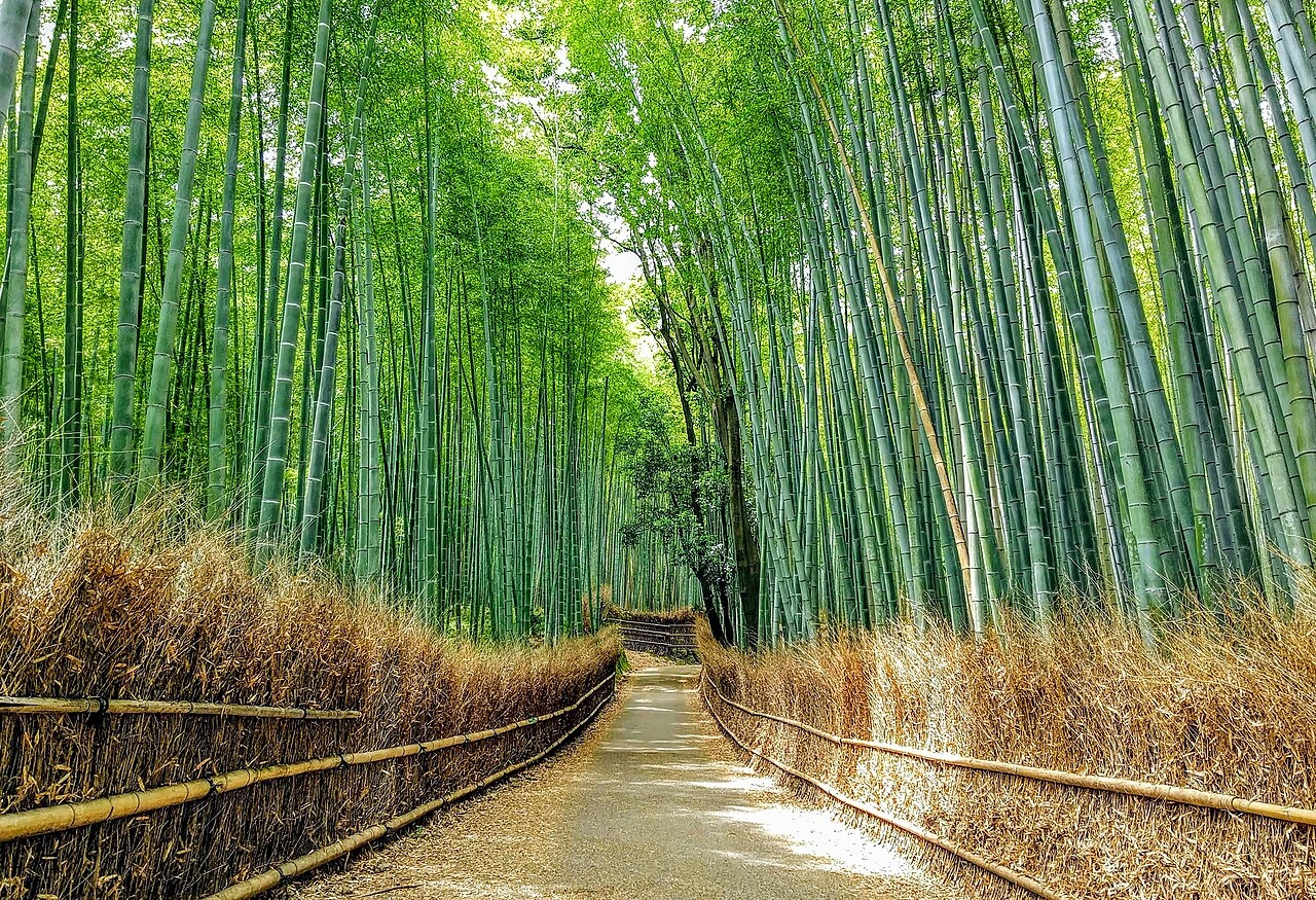 A pathway through the Arashiyama Bamboo Forest in Kyoto, Japan, lined with tall bamboo stalks and lush green canopy.