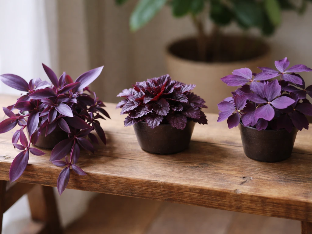 Close-up of three different purple houseplants on a wooden bench, showing varied foliage and stems.