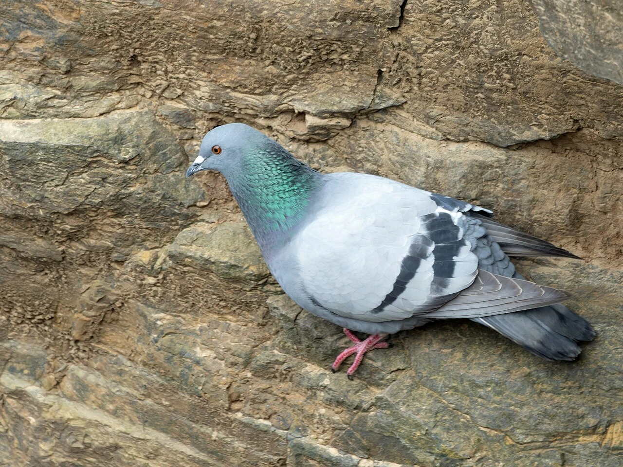 Photo of Pigeon (feral) bird near human windows and building ledges
