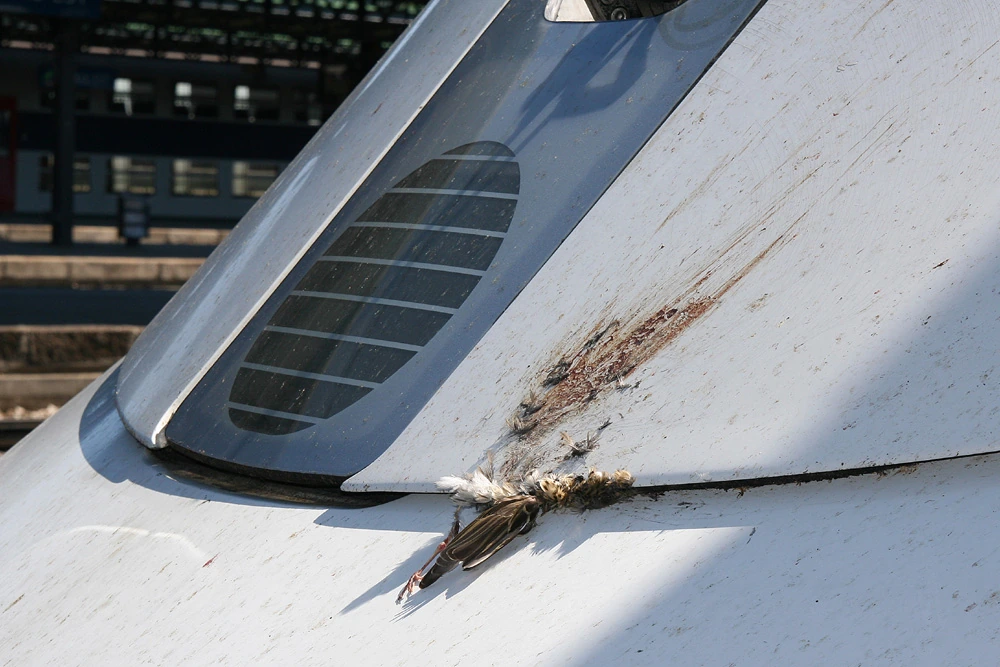 Close-up photo of a bird-strike impact and bird remains on an aircraft surface
