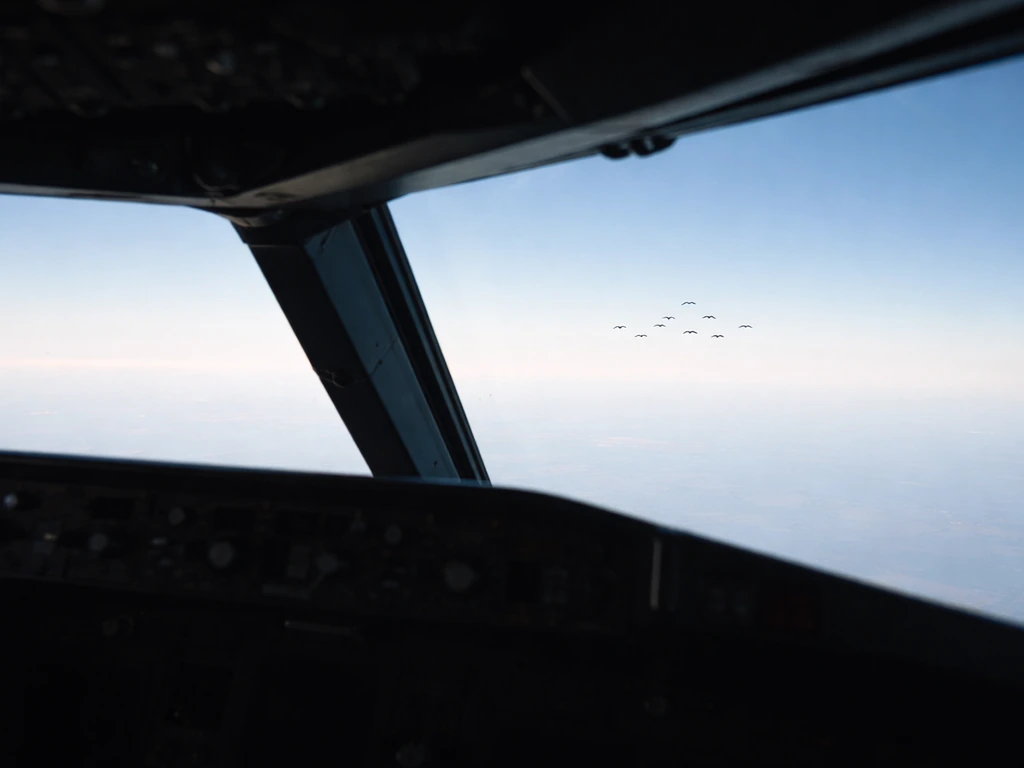 Minimal view of a plane cockpit window with a small flock outside, suggesting bird strikes risk.