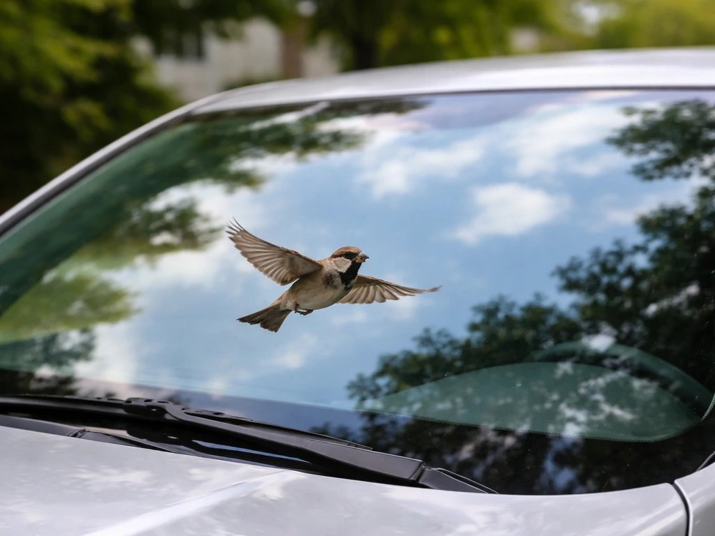A small bird in flight near a car windshield with reflections, suggesting how strikes happen