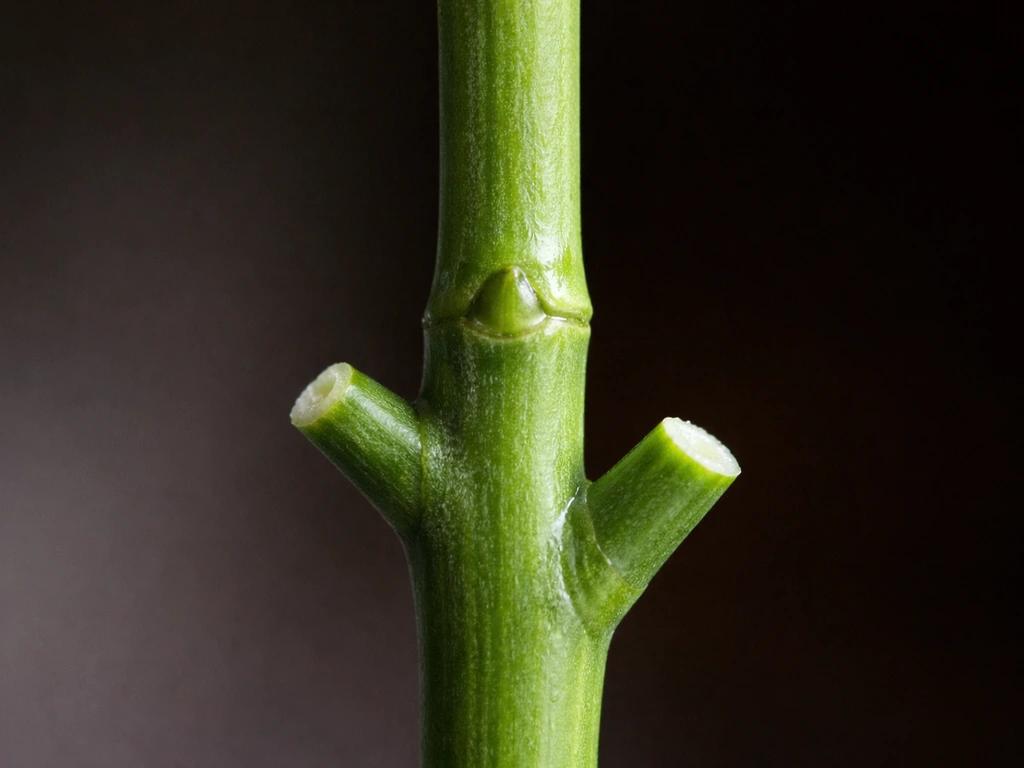 Close-up of a plant stem node with a correct angled cut just below the bump, leaves stripped on lower stem.