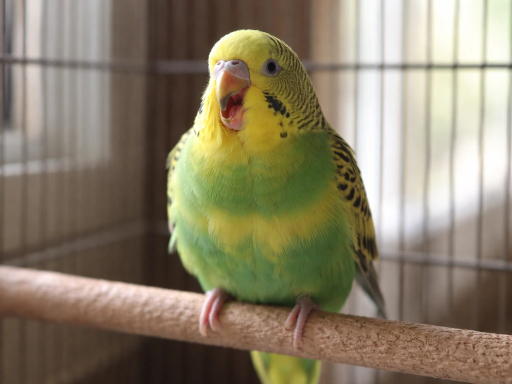 Small pet bird perched with beak open, tail slightly bobbing, indoors in soft natural light.