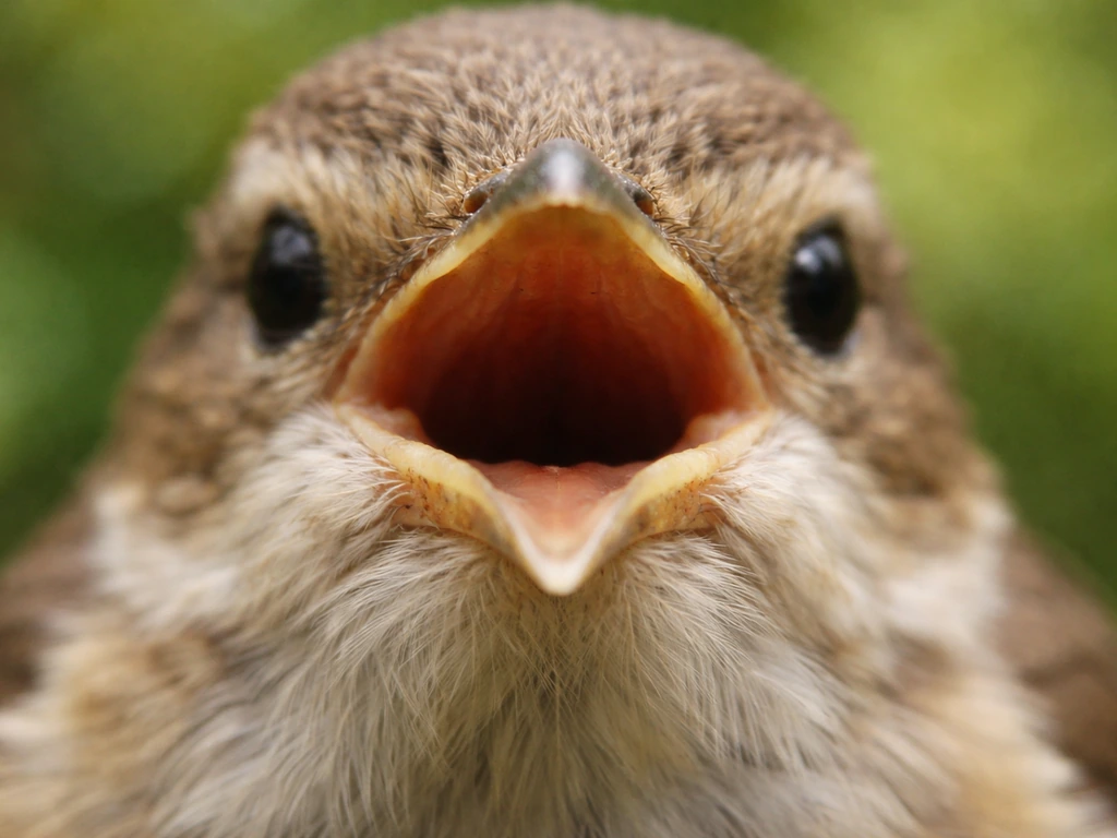 Close-up of a bird beak with subtle mouth-area discoloration, showing an abnormality reference.