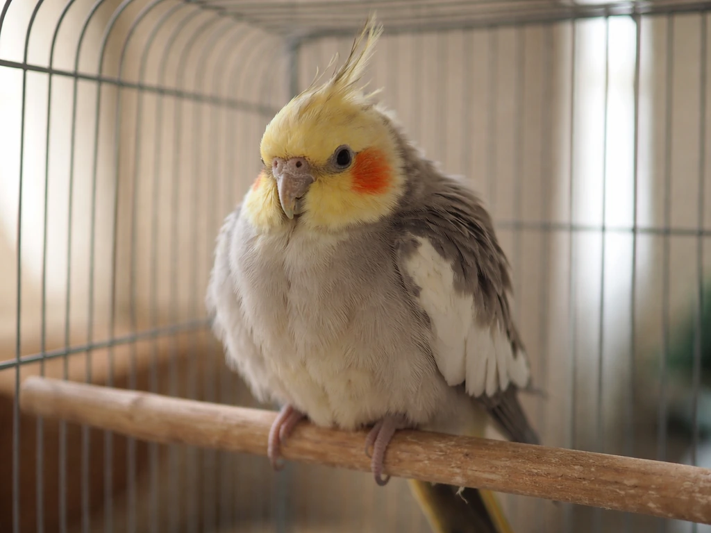 A cockatiel fluffed and slightly hunched on a perch inside a quiet cage, showing early sick symptoms.