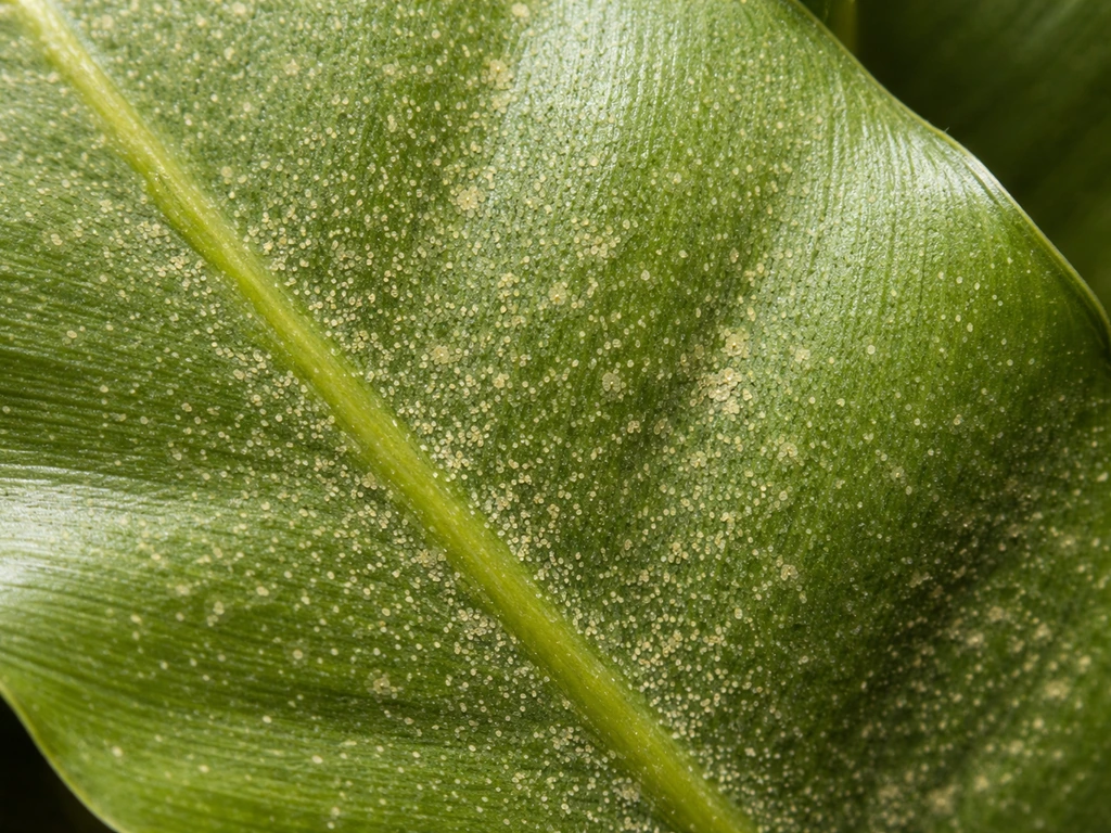 Close-up of bird nest fern leaves showing fine dusty stippling and pale dots from spider mite damage